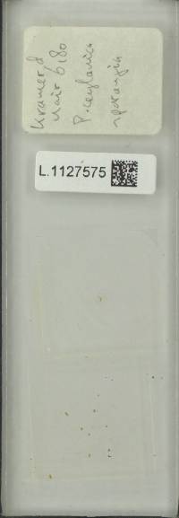 Pyrrosia ceylanica image