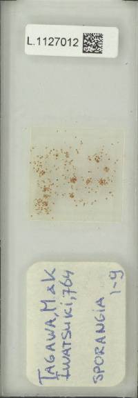 Tricholepidium superficiale image