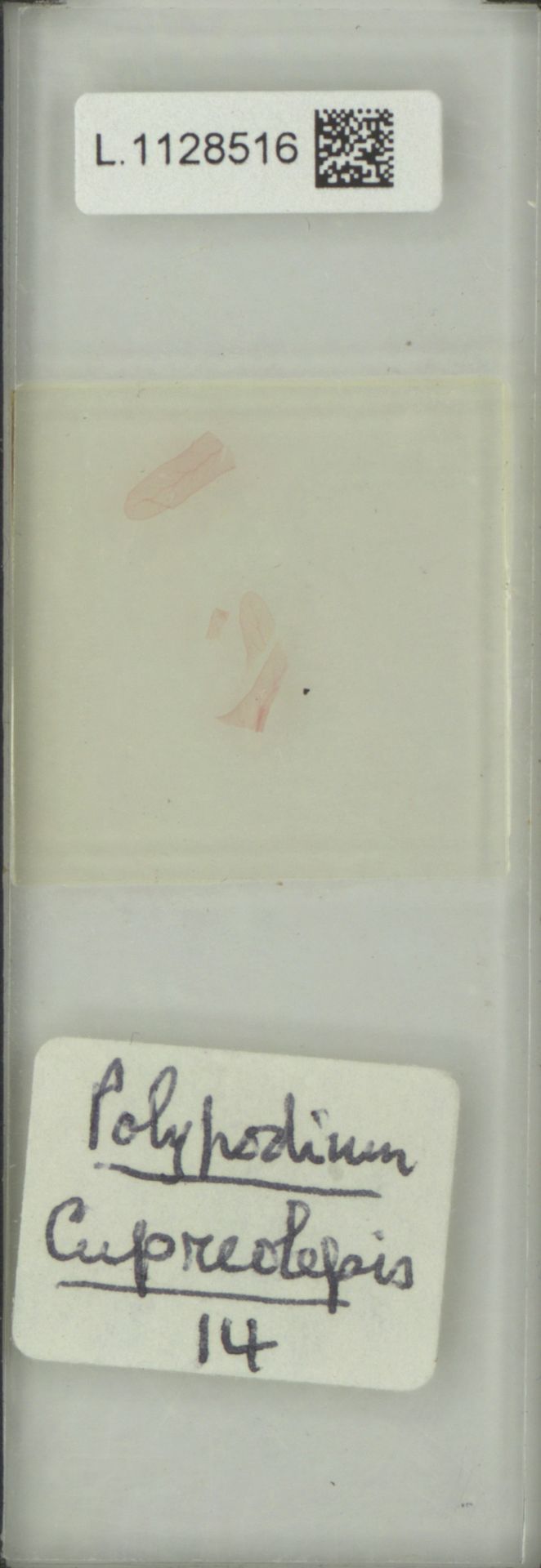 Pecluma alfredii var. cupreolepis image