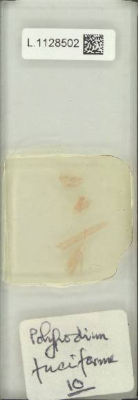 Oreogrammitis fasciata image