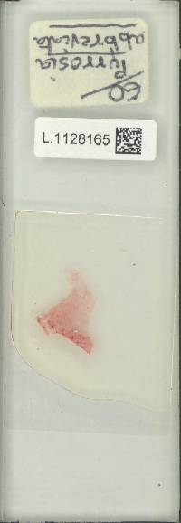 Pyrrosia abbreviata image