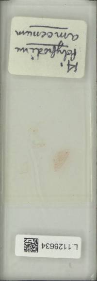 Polypodiodes amoena image