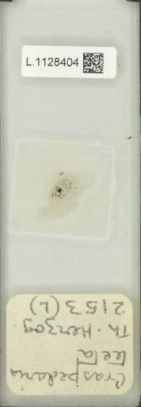 Microgramma piloselloides image
