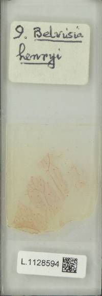 Lepisorus henryi image
