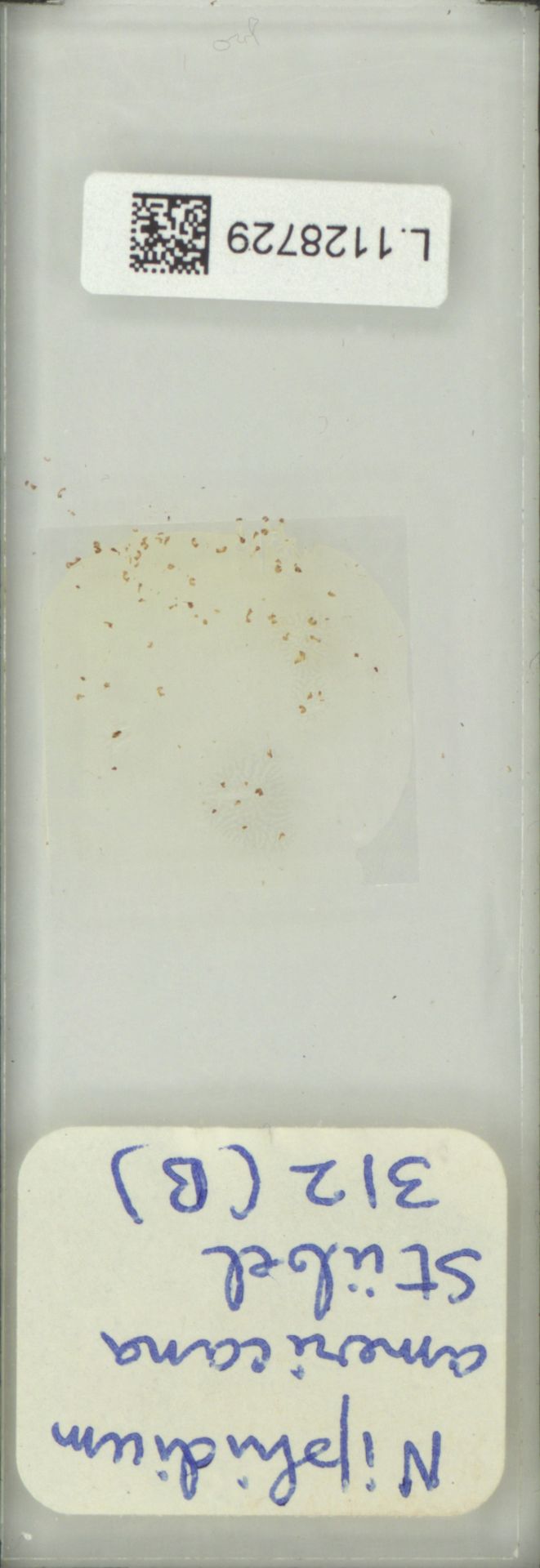 Niphidium longifolium image