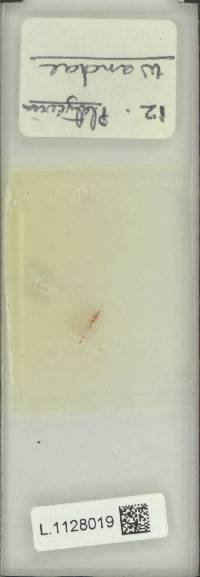 Platycerium wandae image