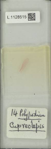 Pecluma alfredii var. cupreolepis image