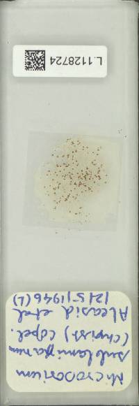 Microsorum longissimum image