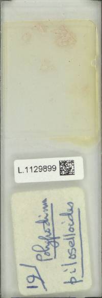 Microgramma piloselloides image