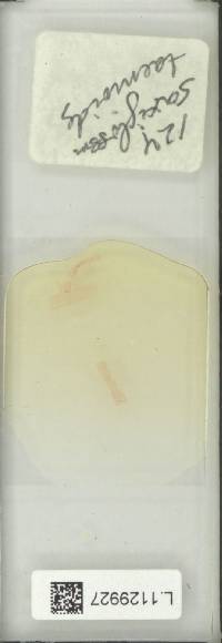 Pyrrosia angustissima image