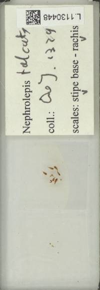 Nephrolepis falcata image