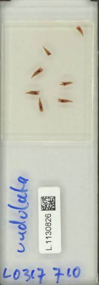 Oleandra undulata image