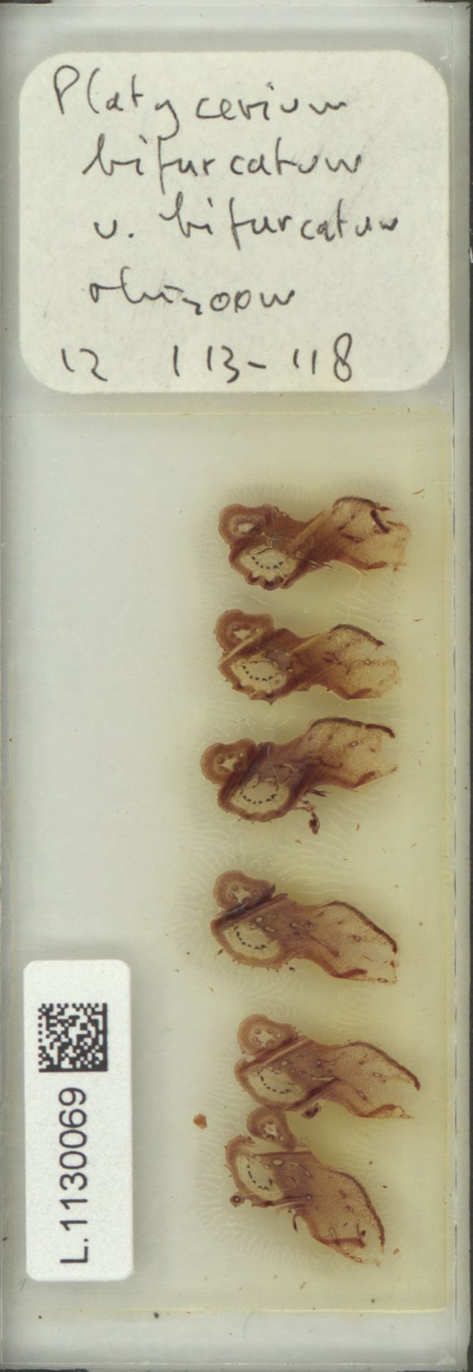 Platycerium bifurcatum image