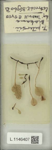 Didymoglossum petersii image