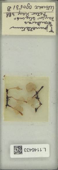 Didymoglossum punctatum image
