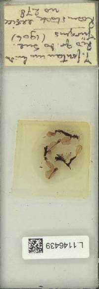 Didymoglossum fontanum image