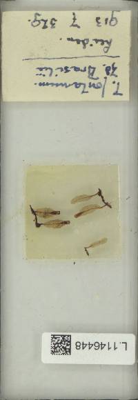 Didymoglossum fontanum image
