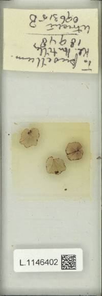 Didymoglossum reptans image