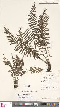 Sphaerostephanos acrostichoides image