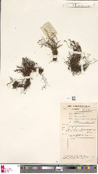 Image of Scleroglossum pyxidatum