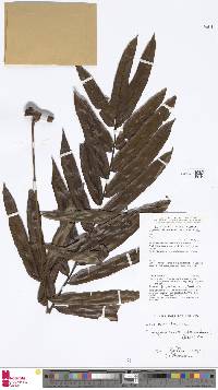 Thysanosoria pteridiformis image