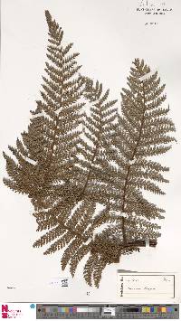 Dicksonia lanigera image