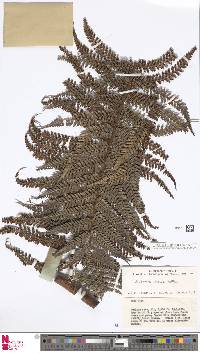 Dicksonia mollis image