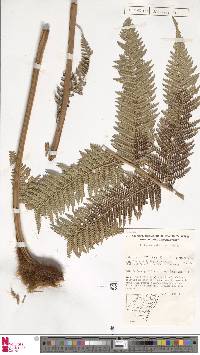 Dicksonia antarctica image