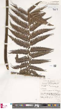 Dicksonia thyrsopteroides image