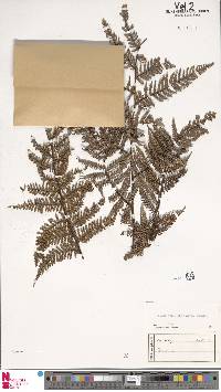 Dicksonia hieronymi image