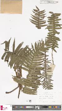 Plagiogyria falcata image