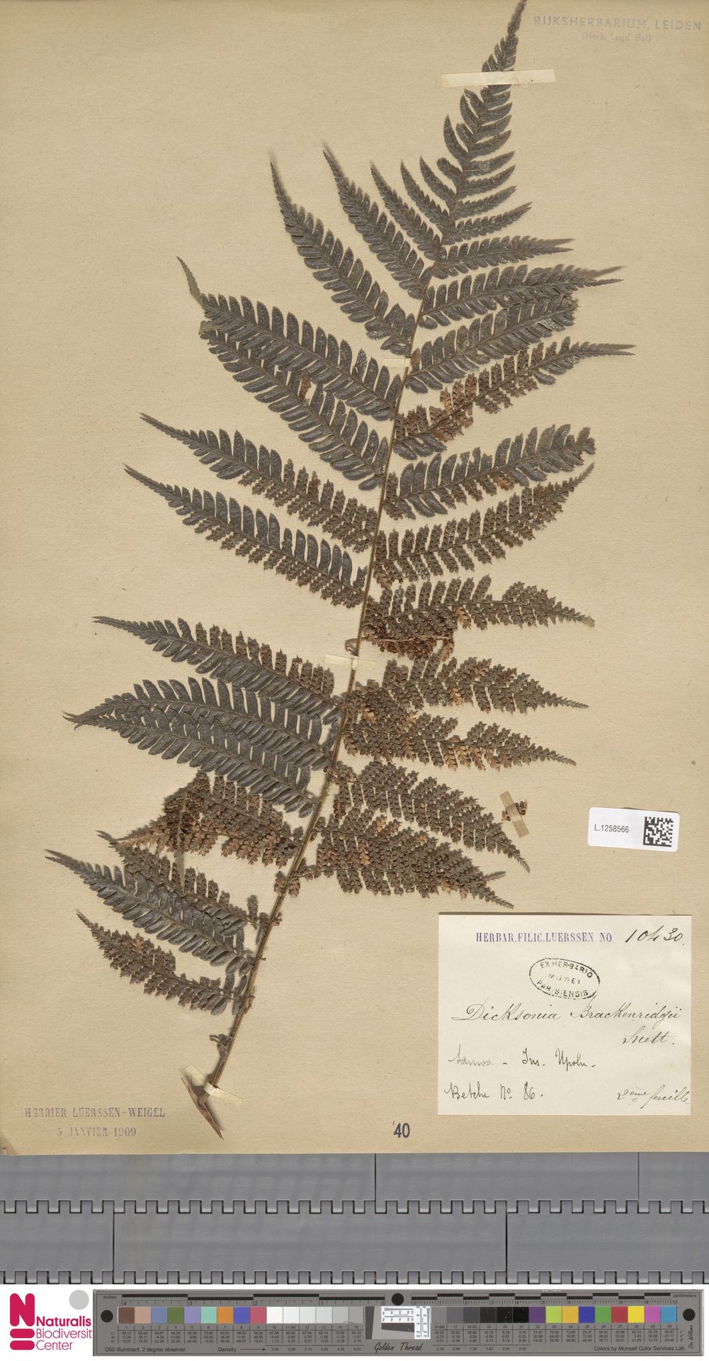 Dicksonia brackenridgei image