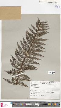 Dicksonia hieronymi image