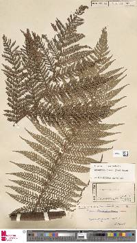 Dicksonia blumei image