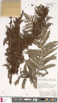 Dicksonia brackenridgei image