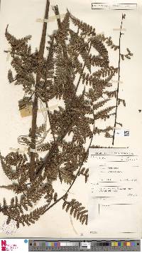 Dicksonia grandis image