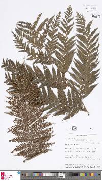Dicksonia thyrsopteroides image