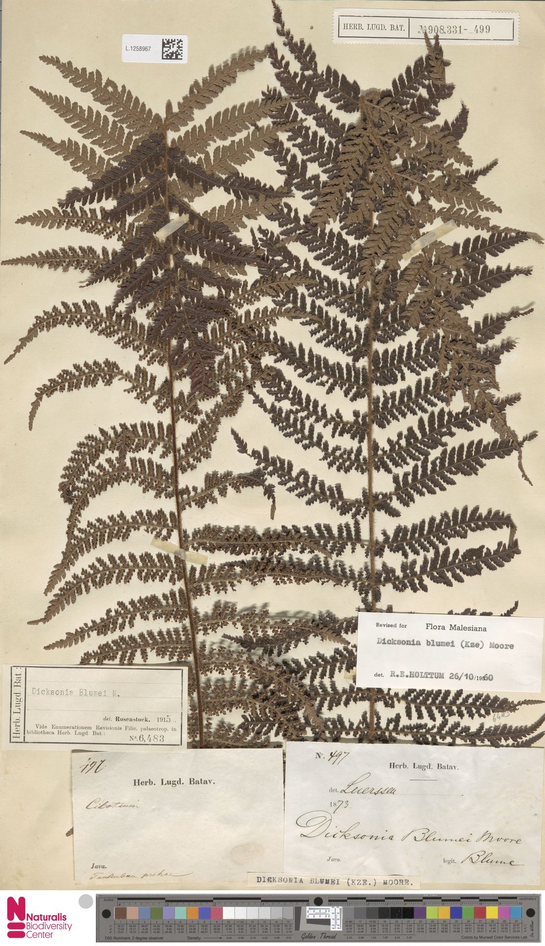 Dicksonia blumei image