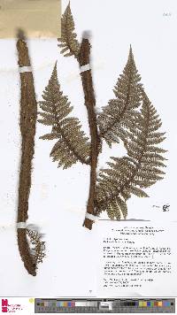 Dicksonia hieronymi image