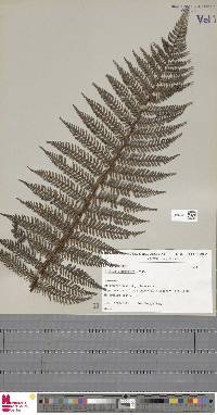 Dicksonia hieronymi image