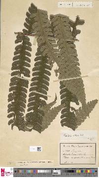 Cyathea obtusa image