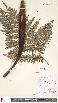 Dicksonia hieronymi image