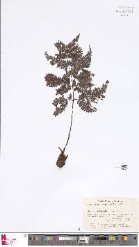 Dryopteris pseudocaenopteris image