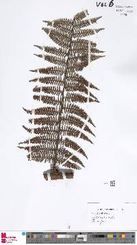 Dicksonia sciurus image