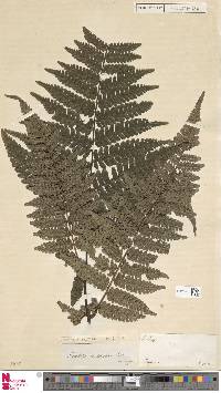 Cyathea cyatheoides image