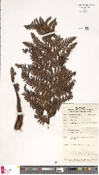 Dicksonia archboldii image