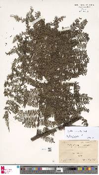 Sphaeropteris tripinnata image