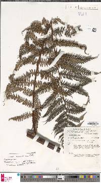 Dicksonia mollis image