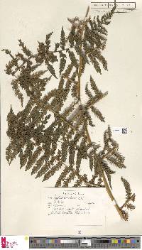 Alsophila sumatrana image