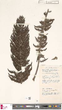 Alsophila macgregorii image